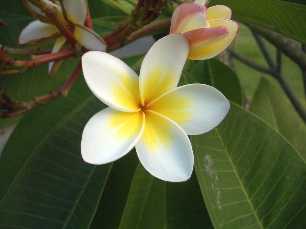 ｆｒａｎｇｉｐａｎｉ フランジパニ ちょっとしたバリ日記